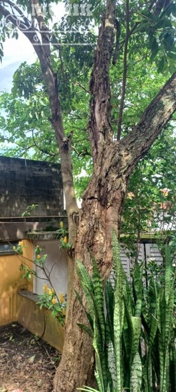 Terreno Com 550mt2- 02 Casas Confortáveis! Venha CONHECER...