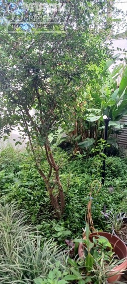 Terreno Com 550mt2- 02 Casas Confortáveis! Venha CONHECER...