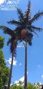 ALONSO IMÓVEIS